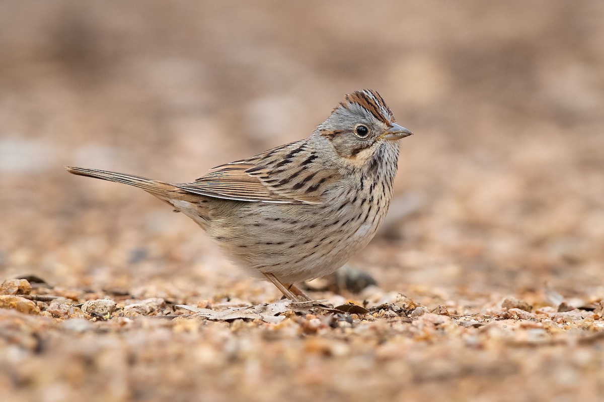 Lincoln's Sparrow - Mike Cameron