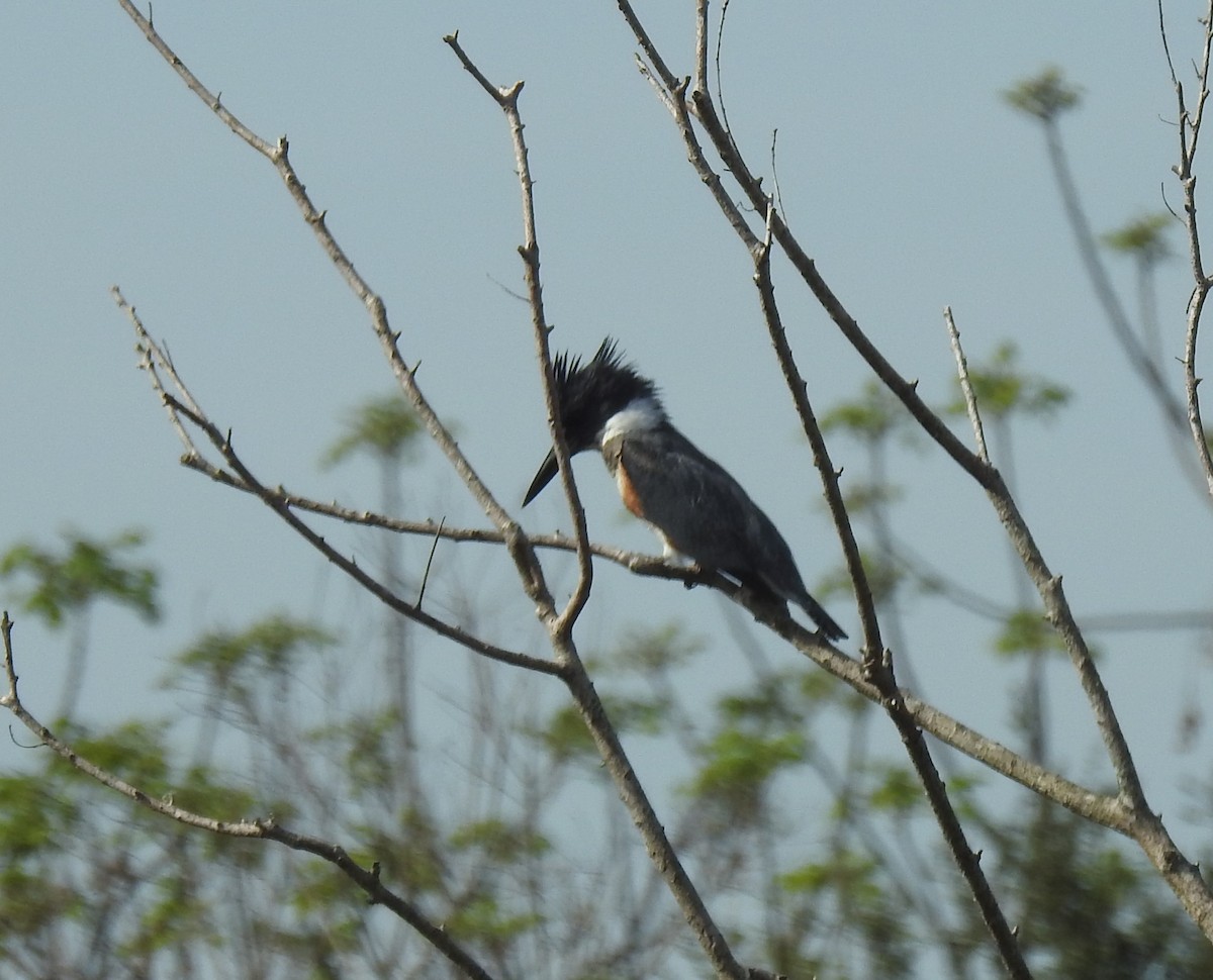 Belted Kingfisher - Harry Colestock