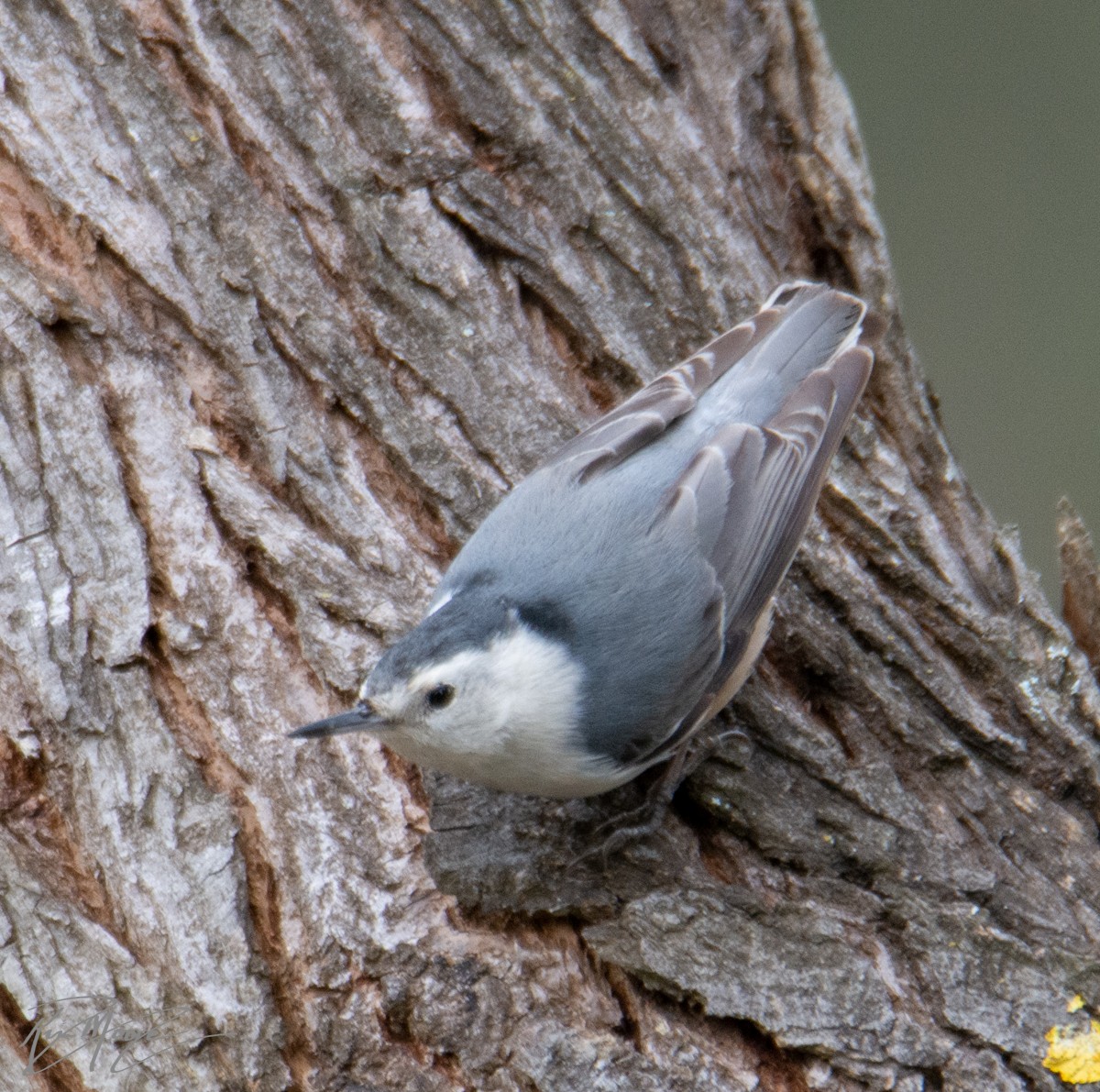 White-breasted Nuthatch - ML144945841