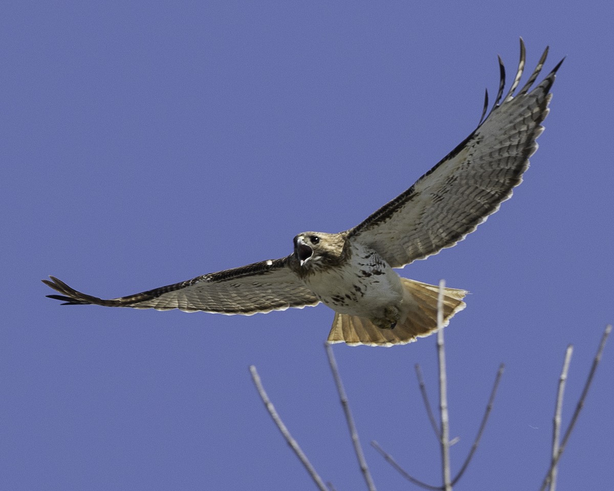 Red-tailed Hawk (borealis) - ML144946131