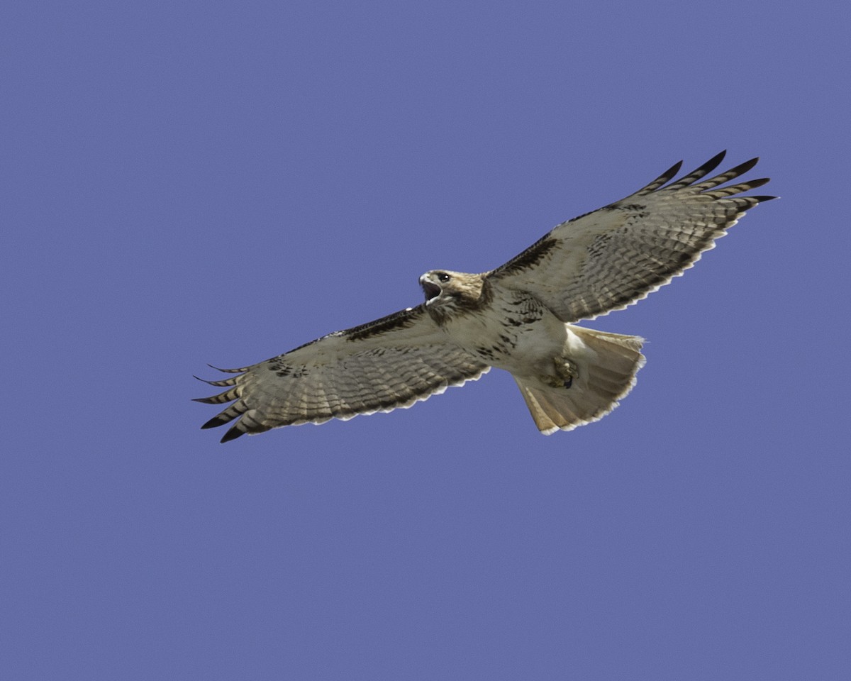 Red-tailed Hawk (borealis) - ML144946191