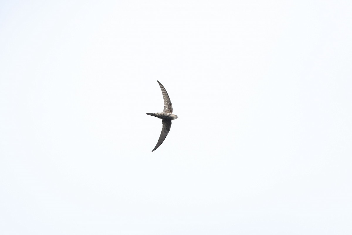 Pacific Swift - Ged Tranter