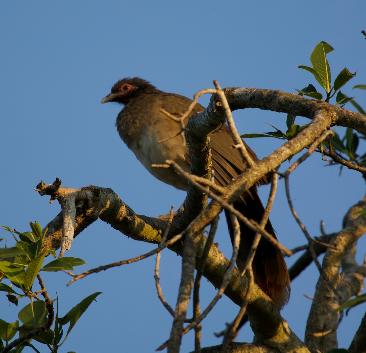 West Mexican Chachalaca - ML144949971