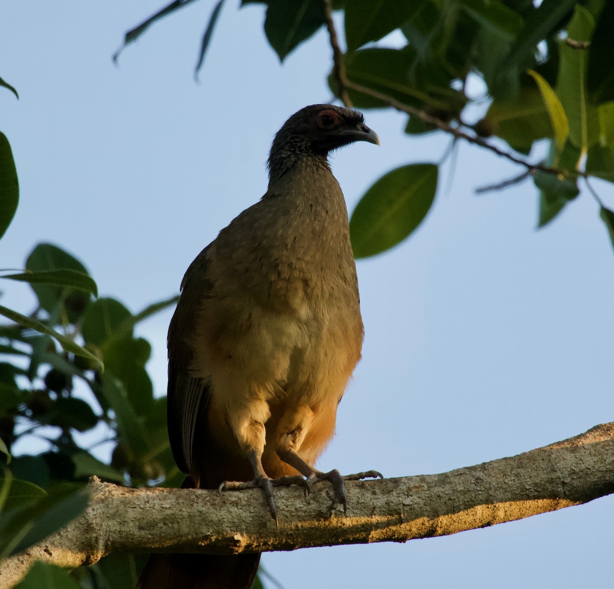 West Mexican Chachalaca - ML144949981