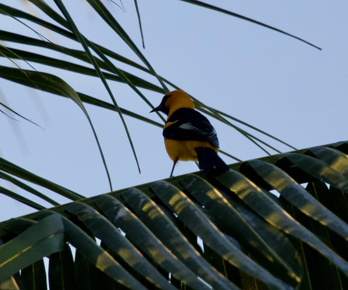Spot-breasted Oriole - ML144949991
