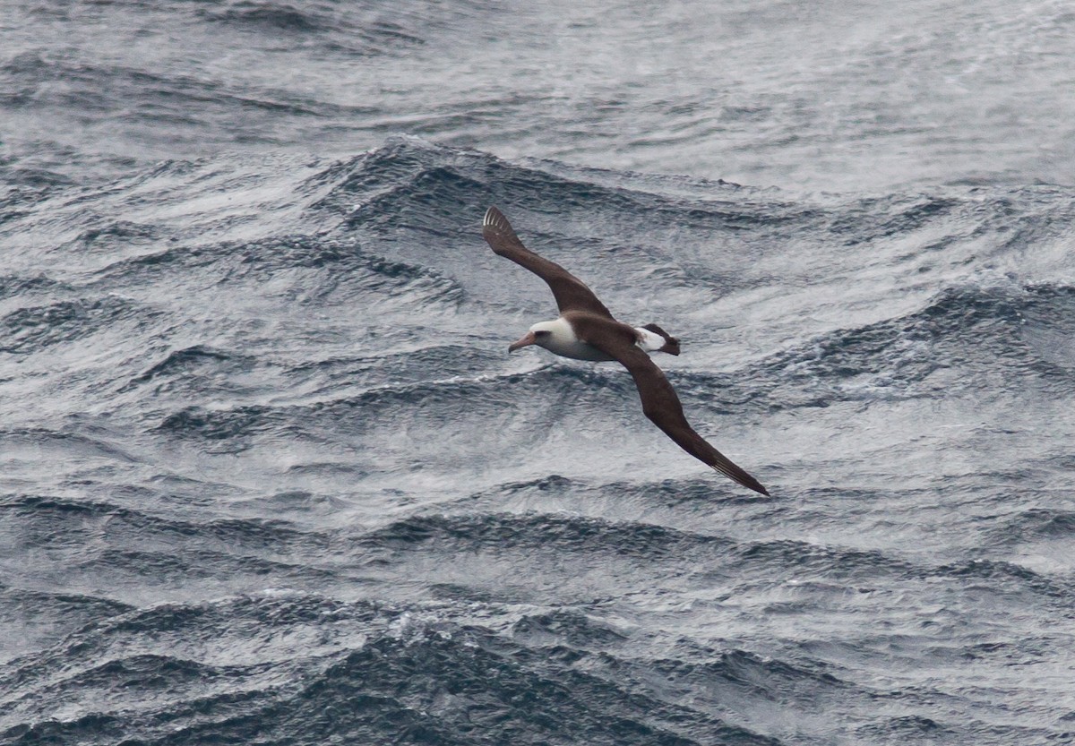 Laysan Albatross - Adam Searcy