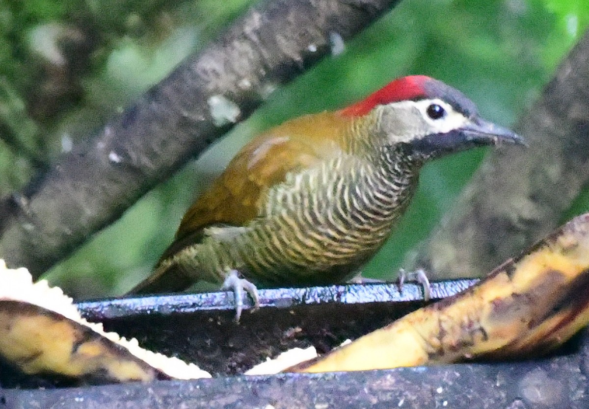 Golden-olive Woodpecker - James Bozeman