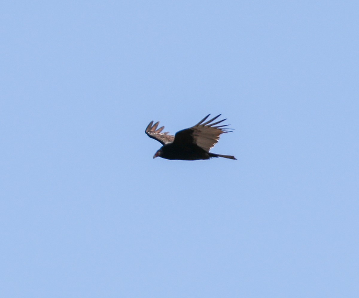Turkey Vulture - ML144956941