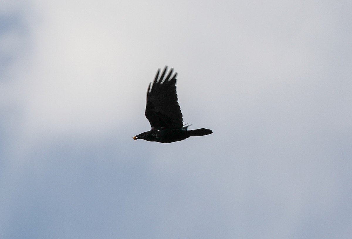 American Crow - ML144957021