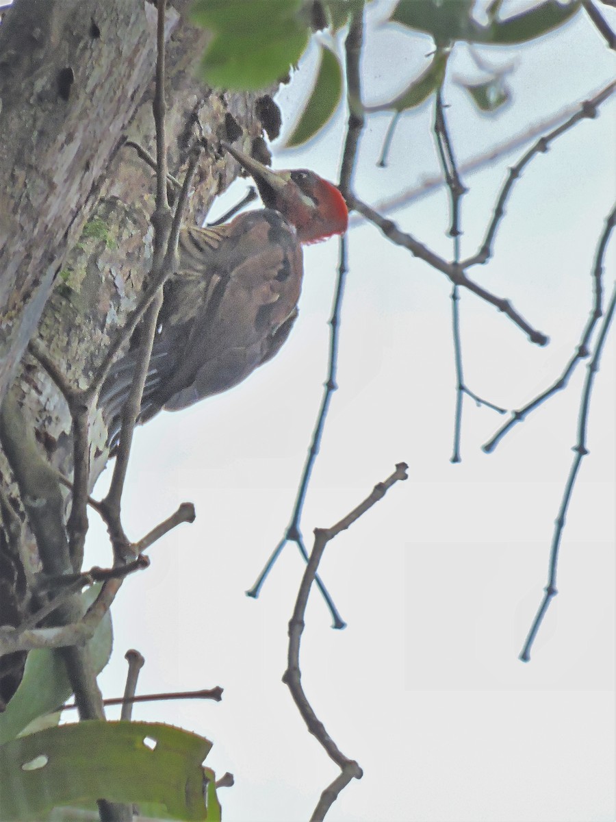 Crimson-crested Woodpecker - ML144957731