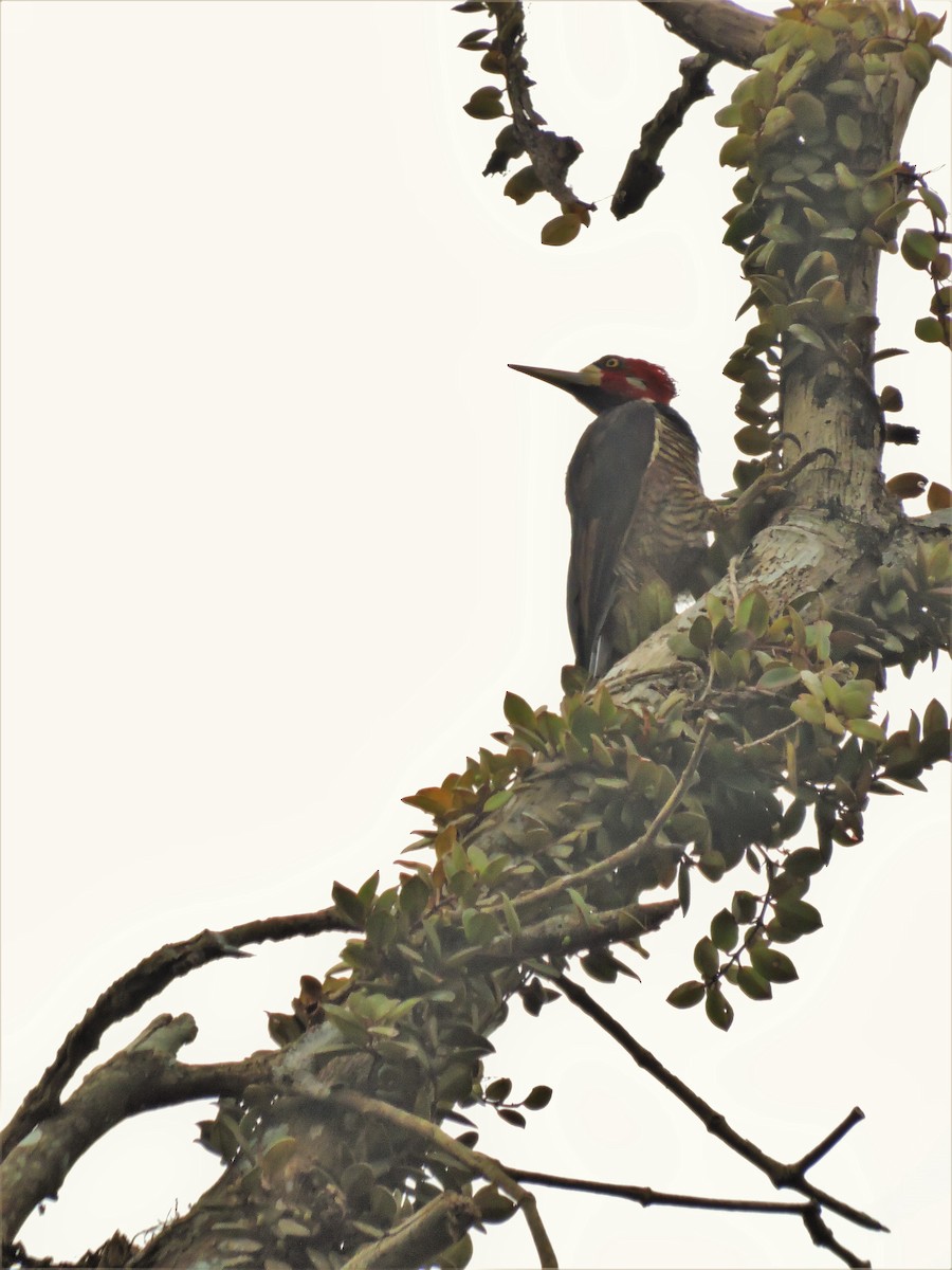 Crimson-crested Woodpecker - Ginny Culver