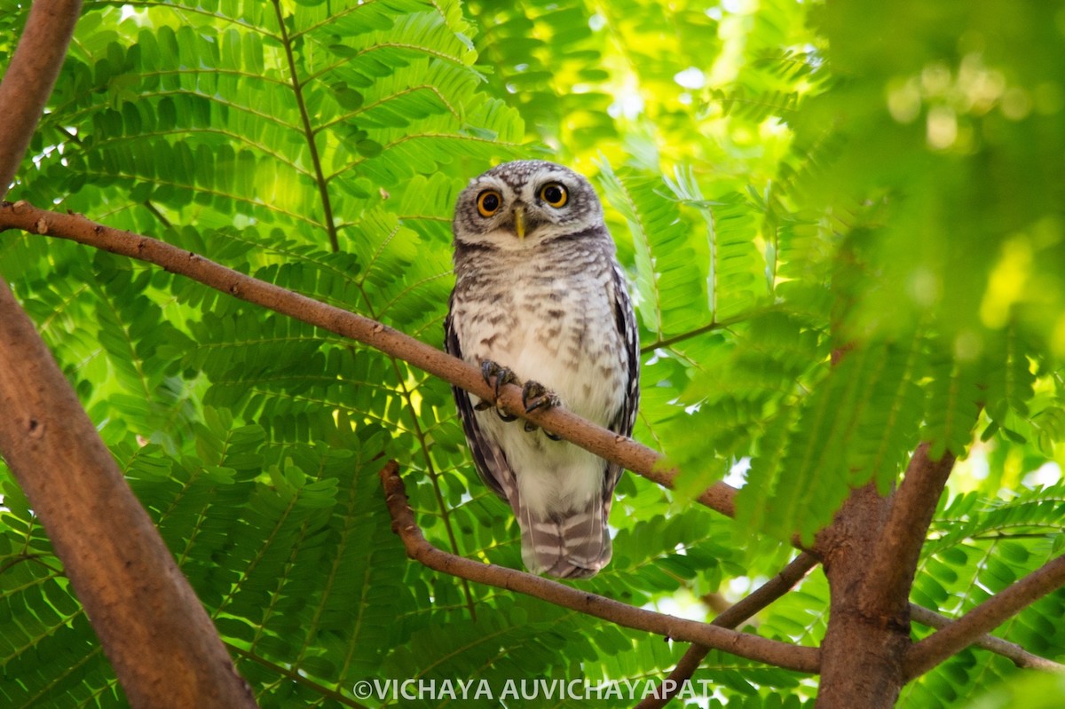 Spotted Owlet - ML144959851