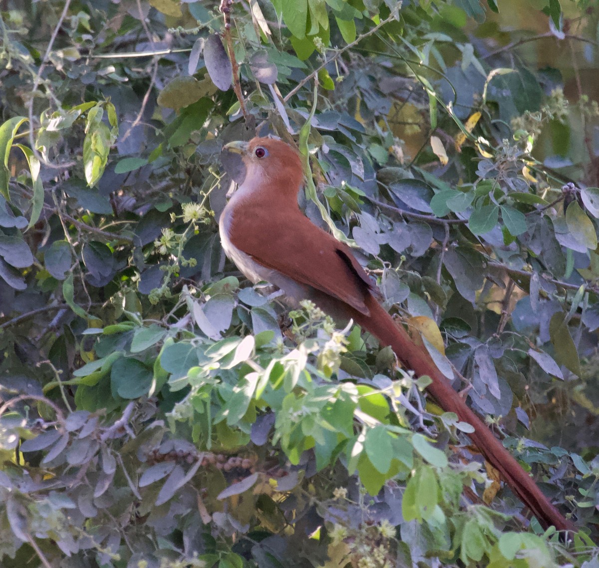 Squirrel Cuckoo (West Mexico) - ML144960051