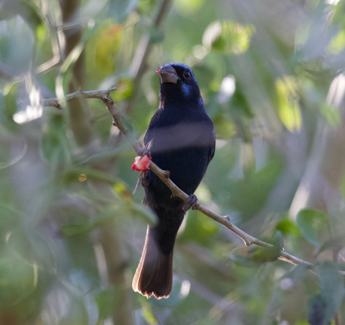 Blue Bunting (West Mexico) - ML144960101