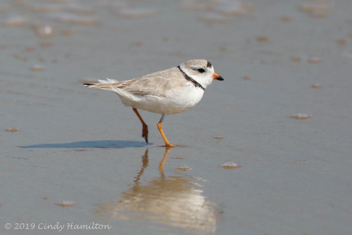 Piping Plover - ML144960311