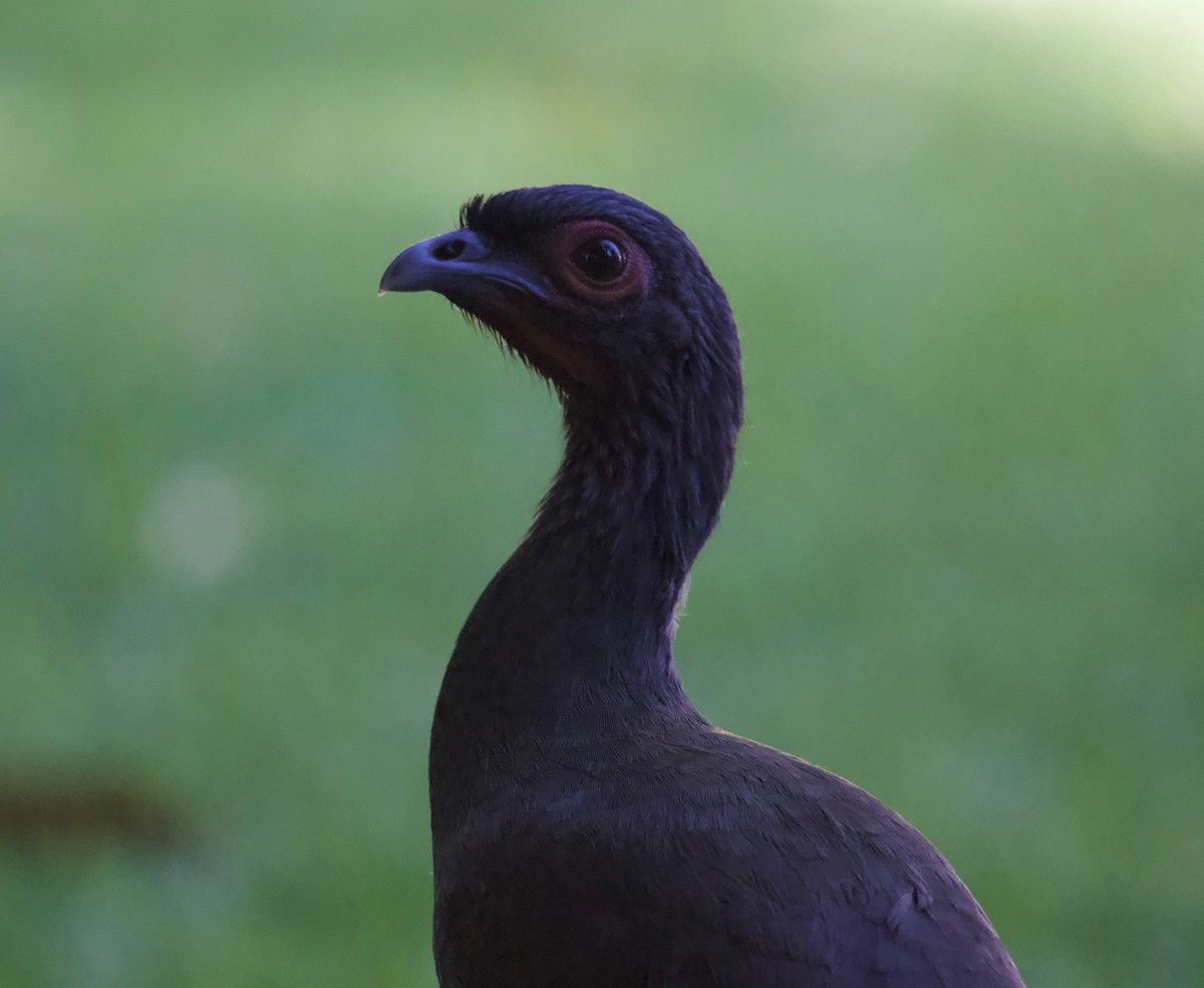 West Mexican Chachalaca - ML144961491