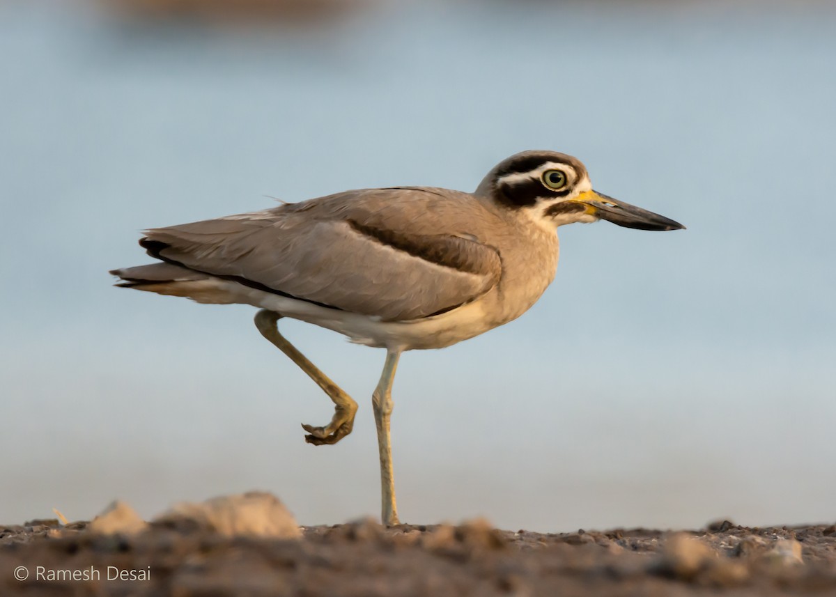 Great Thick-knee - ML144963491
