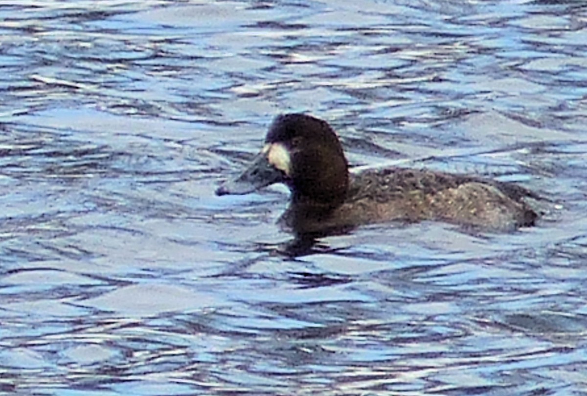Greater Scaup - ML144963861