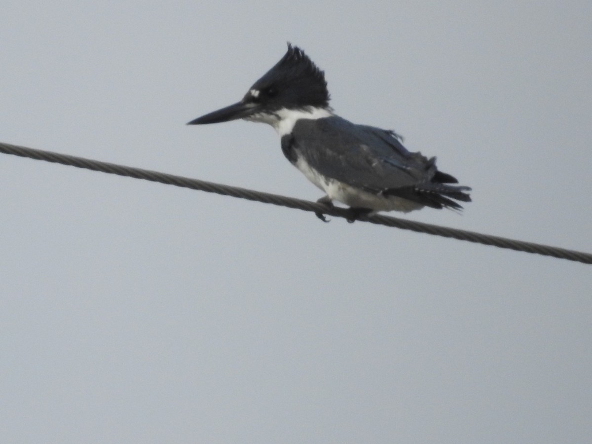 Belted Kingfisher - Kay Zagst
