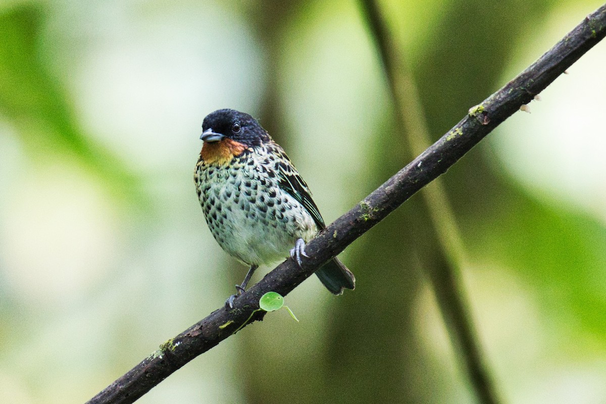 Rufous-throated Tanager - ML144965581