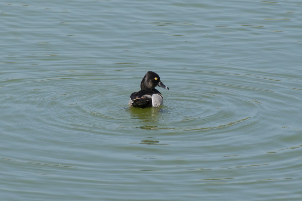 Ring-necked Duck - Kaylan Wessels