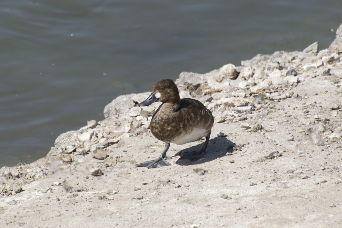 Lesser Scaup - Kaylan Wessels