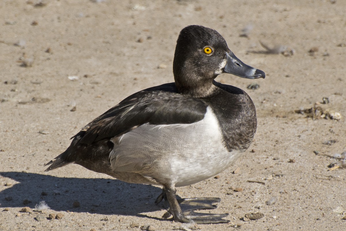 Ring-necked Duck - ML144967401