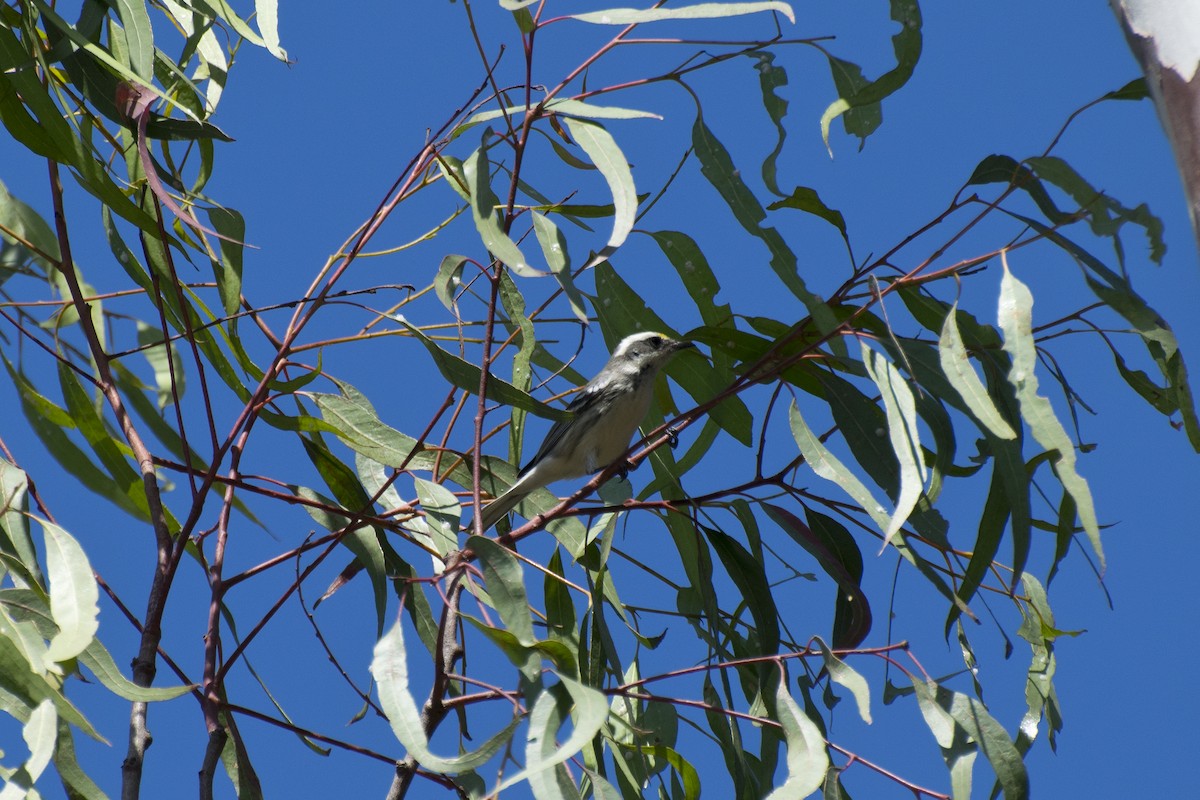 Black-throated Gray Warbler - ML144967531