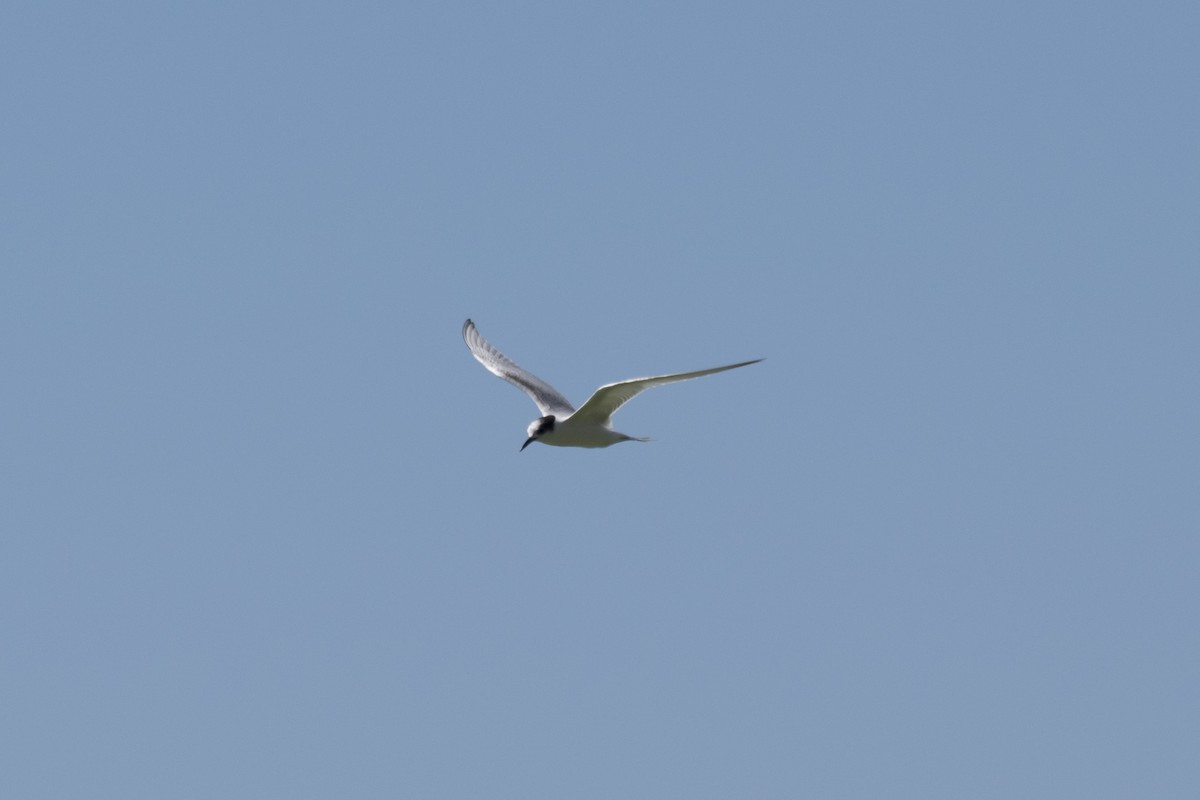 Common Tern - ML144967581