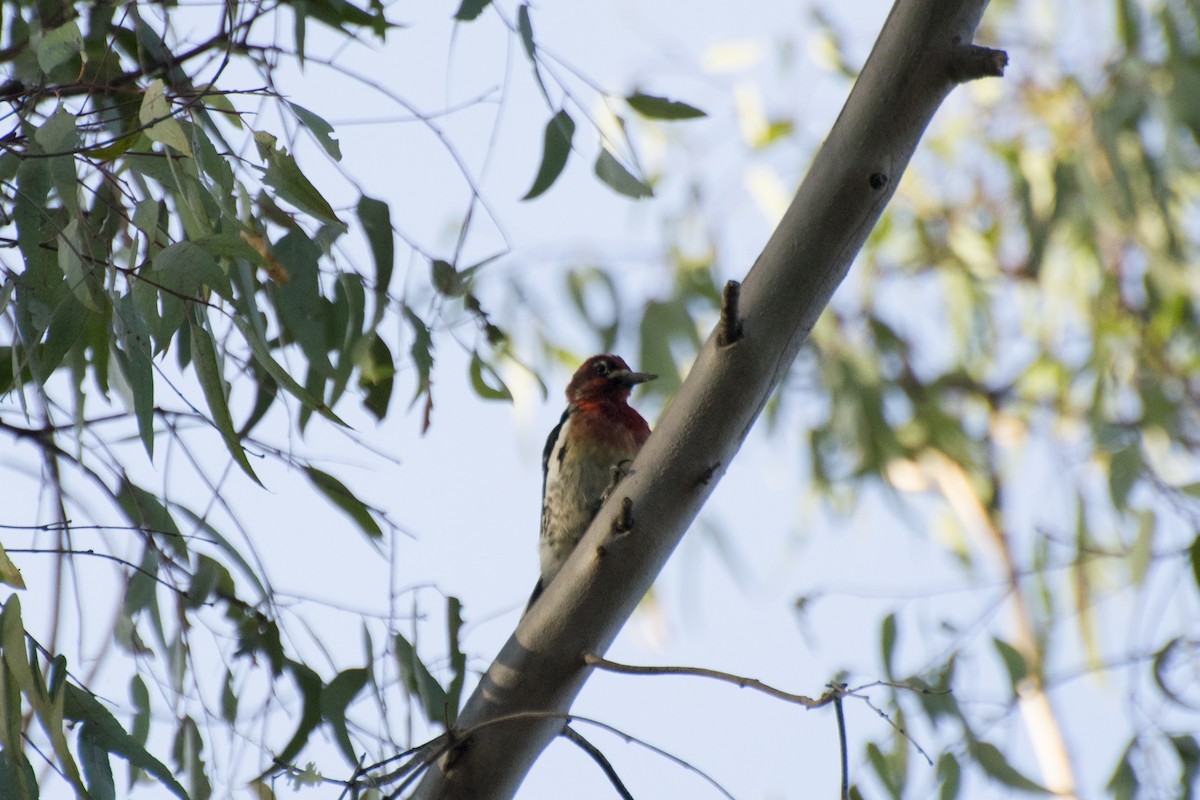 Red-breasted Sapsucker - ML144967831