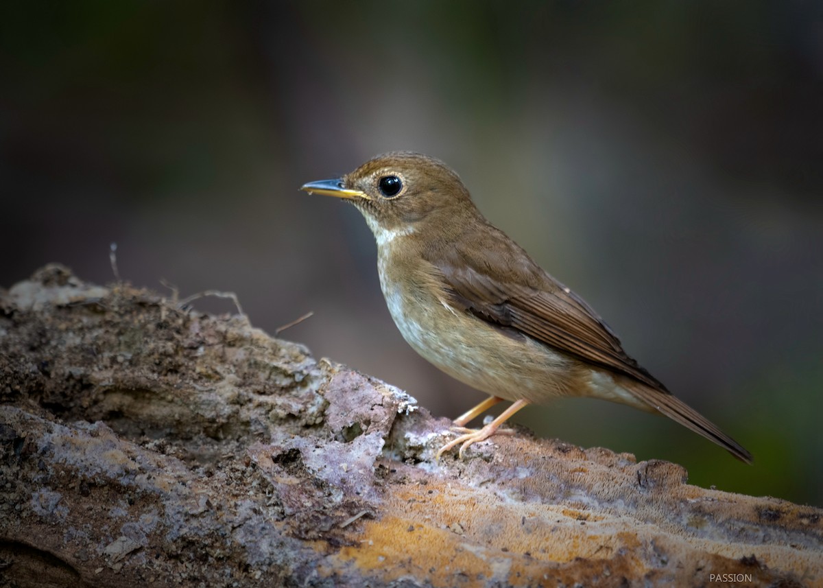 Brown-chested Jungle Flycatcher - Wai Loon Wong