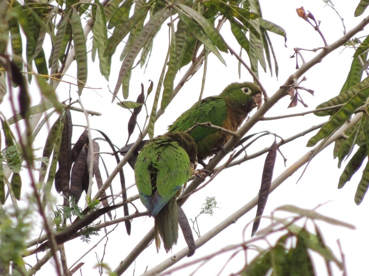 Olive-throated Parakeet (Aztec) - Ichi Wildlife Tours