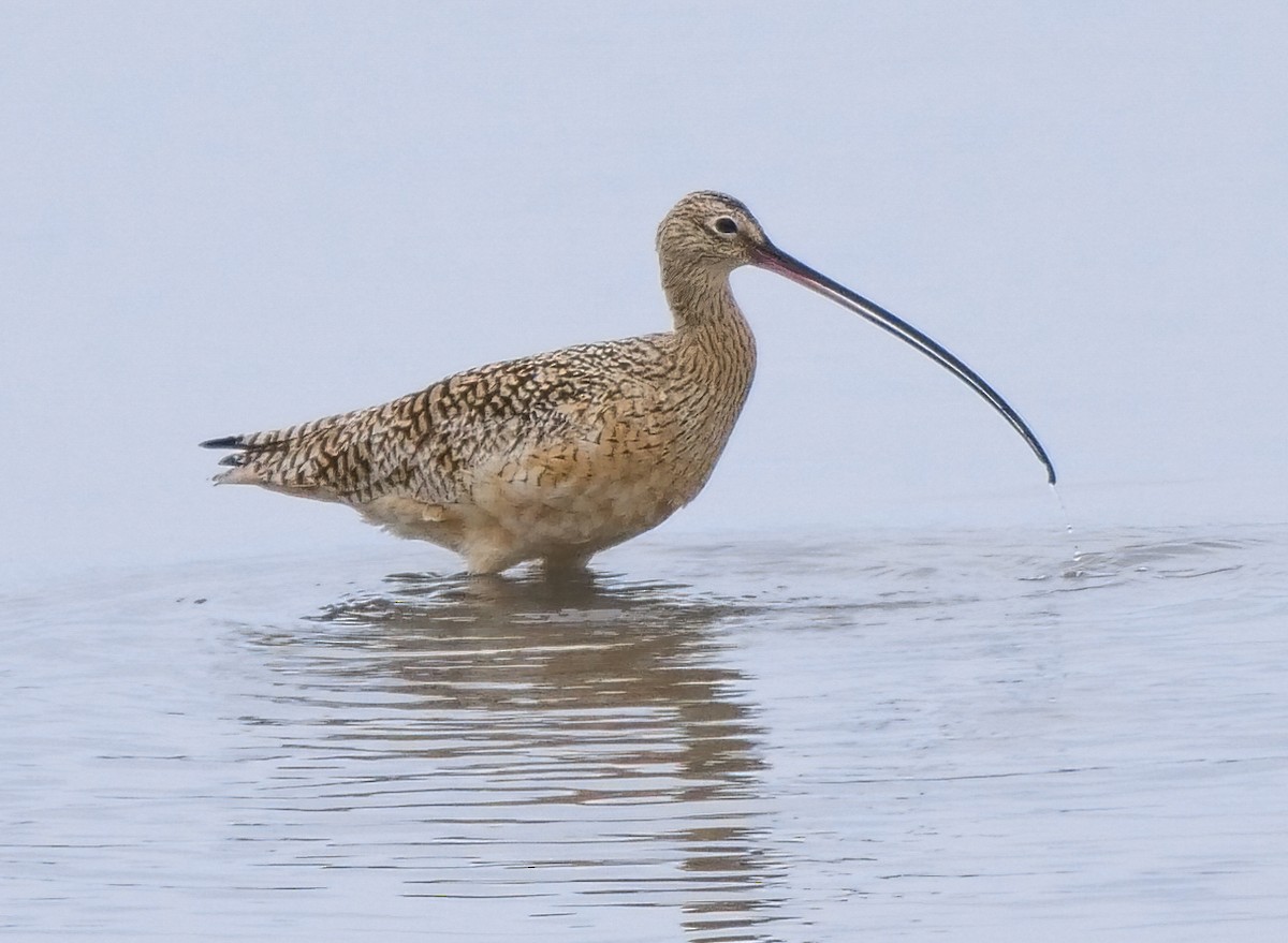 Long-billed Curlew - ML144972861