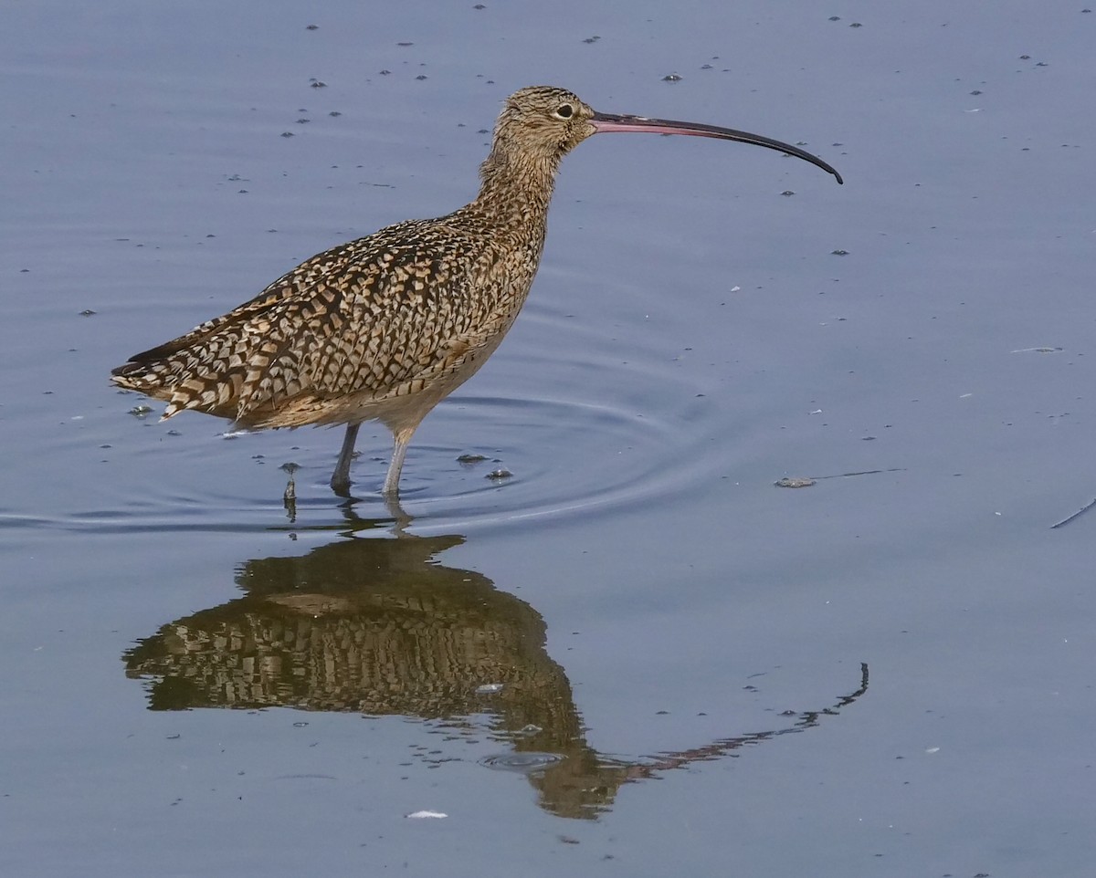 Long-billed Curlew - ML144972941