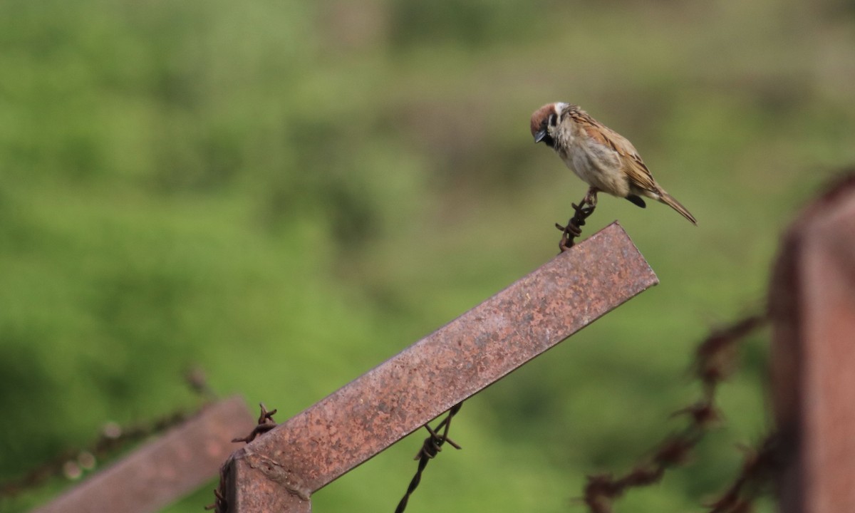 Eurasian Tree Sparrow - Joanna Watson