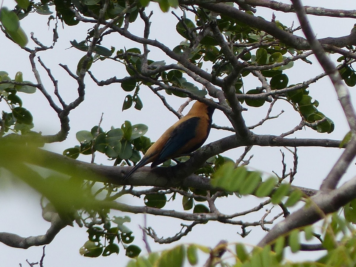 Burnished-buff Tanager - ML144979041