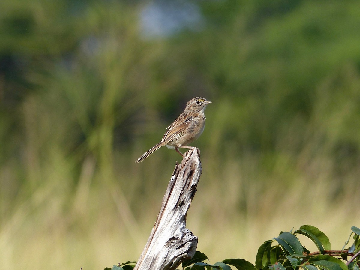 Grassland Sparrow - Eamon Corbett