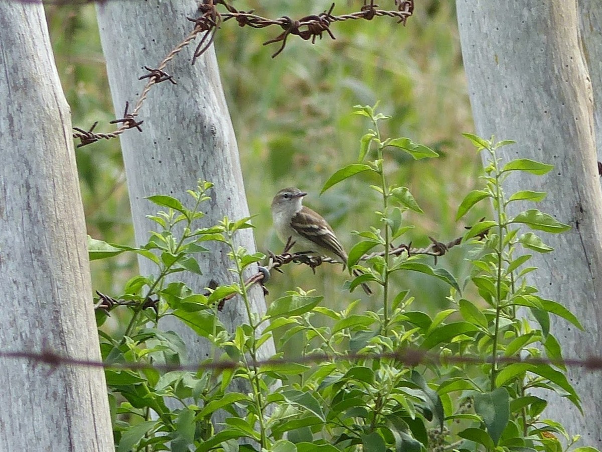 Southern Mouse-colored Tyrannulet - ML144979601