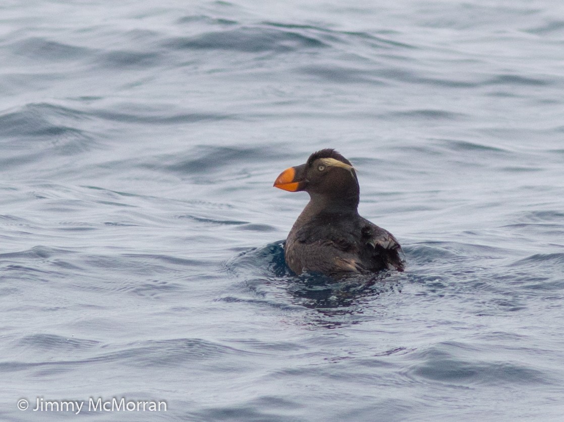 Tufted Puffin - Jimmy McMorran