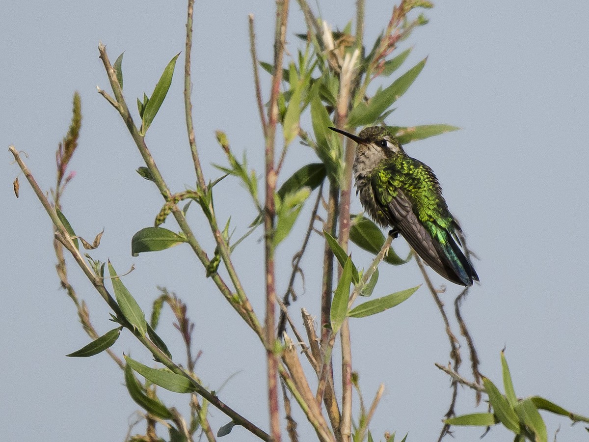kolibřík lesklobřichý - ML144982721