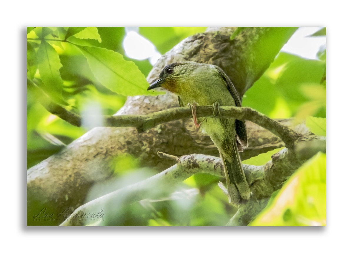 Black-crowned Babbler - Lawrence Advincula