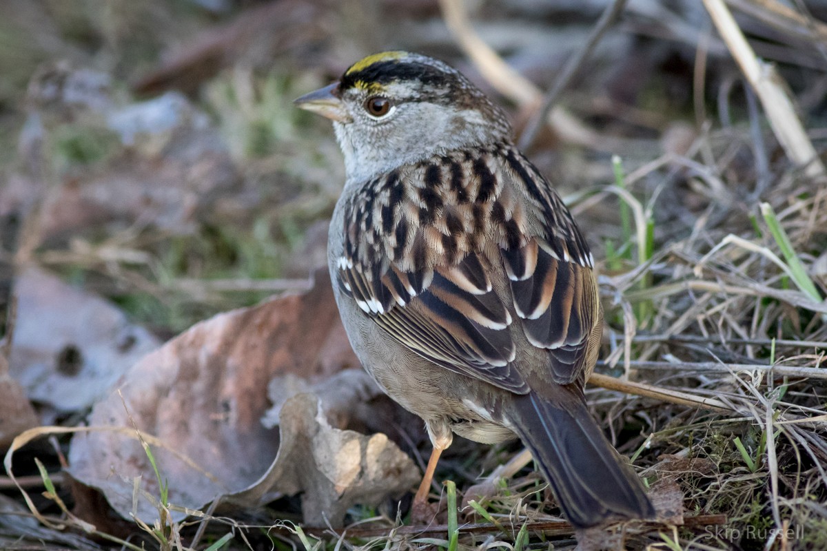 Golden-crowned Sparrow - Skip Russell