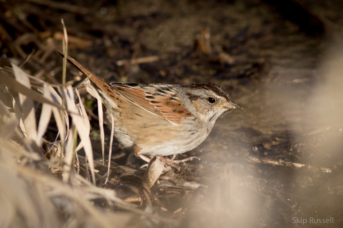 Swamp Sparrow - Skip Russell