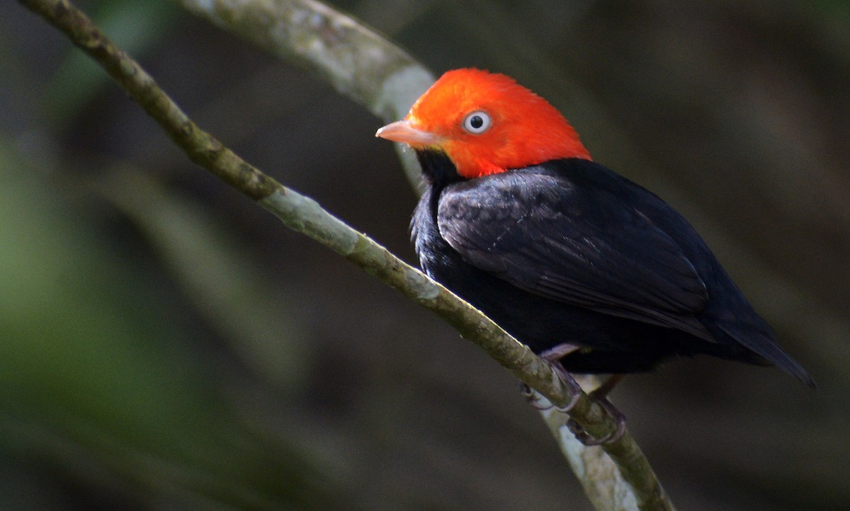Red-capped Manakin - ML144989181