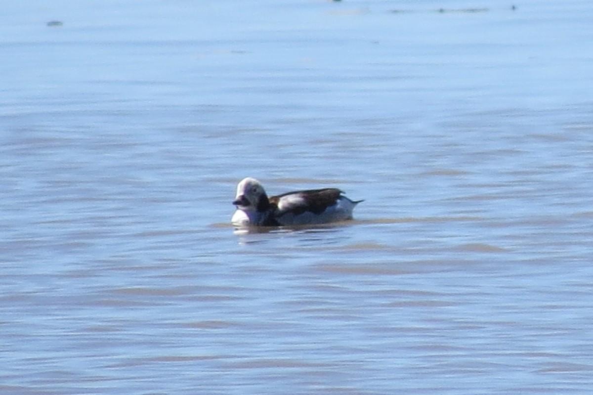Long-tailed Duck - Emilie Strauss