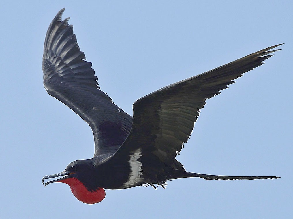 Lesser Frigatebird - Jens Eriksen