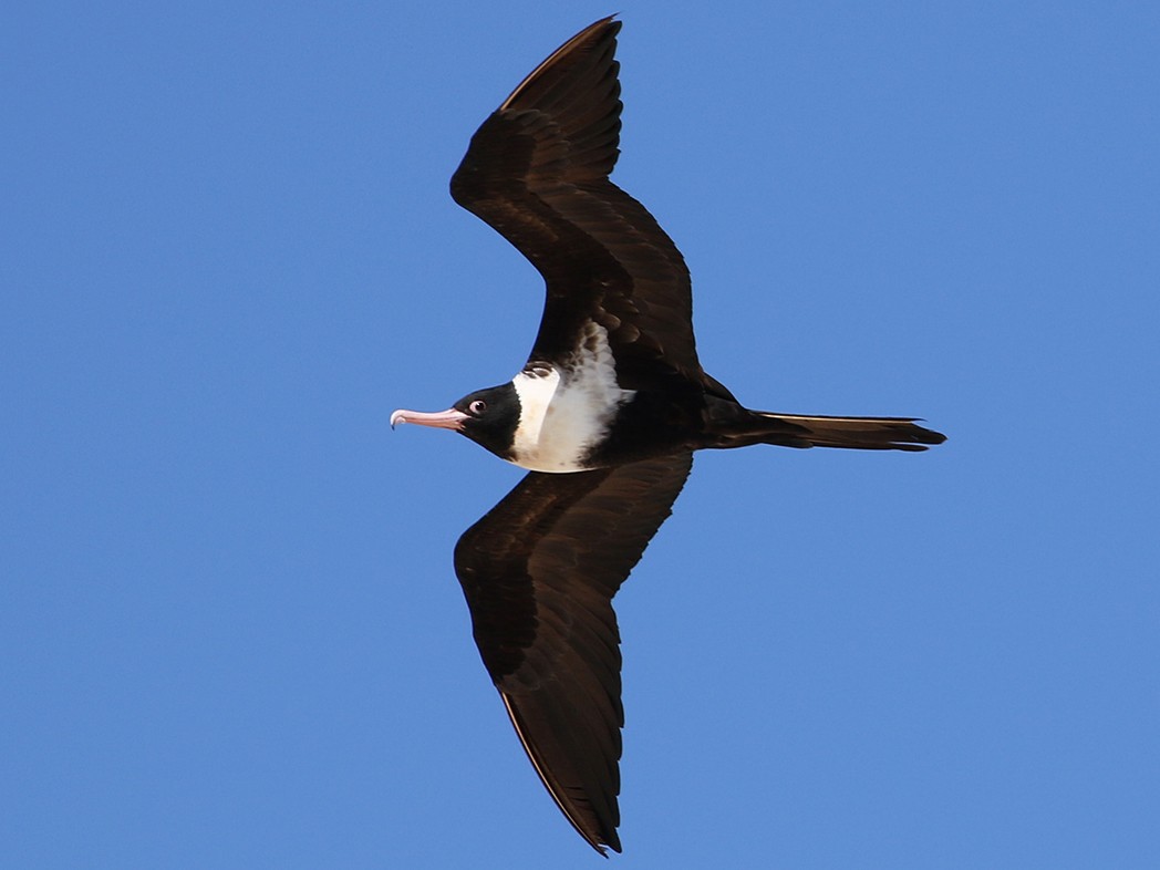 Lesser Frigatebird - Roksana and Terry