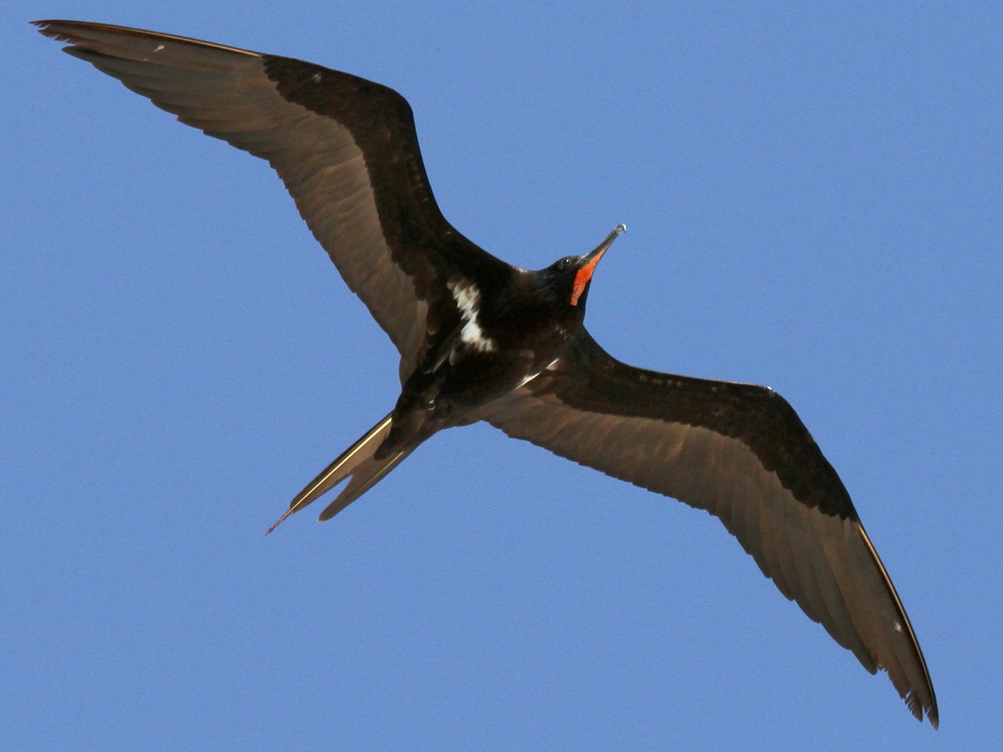 Lesser Frigatebird - Margot Oorebeek