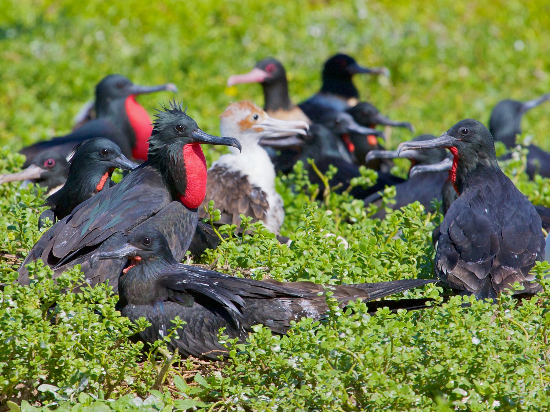 Lesser Frigatebird - Mike Andersen