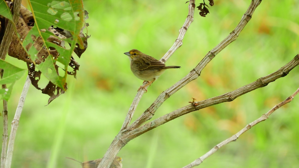 Yellow-browed Sparrow - ML144991601